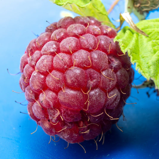 [A'pieu] RASPBERRY HAIR VINEGAR for Shiny & Silky Hair! - LUUELA