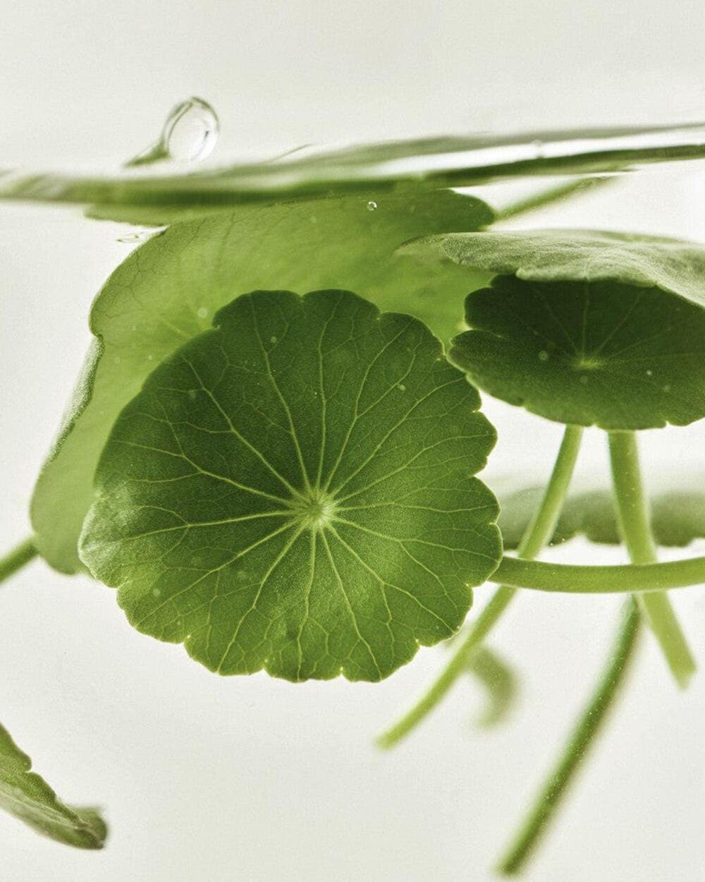 [Beauty of Joseon] Centella Asiatica Calming Mask 25ml X 10ea - LUUELA